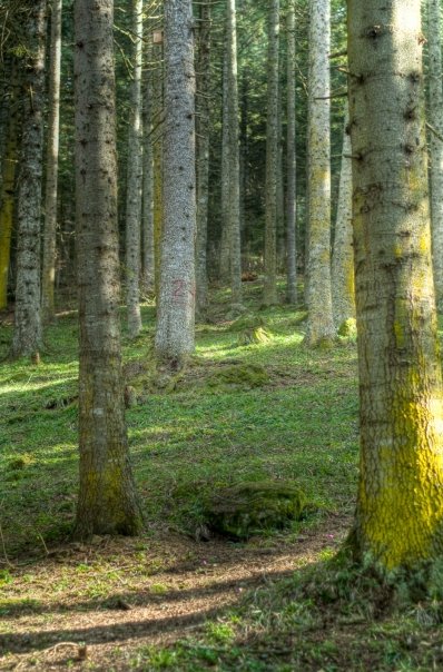 Facebook photo download 2361195048782773106